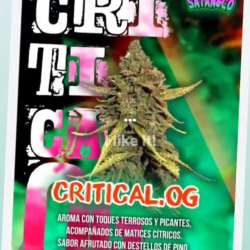 Auto Critical O.G.