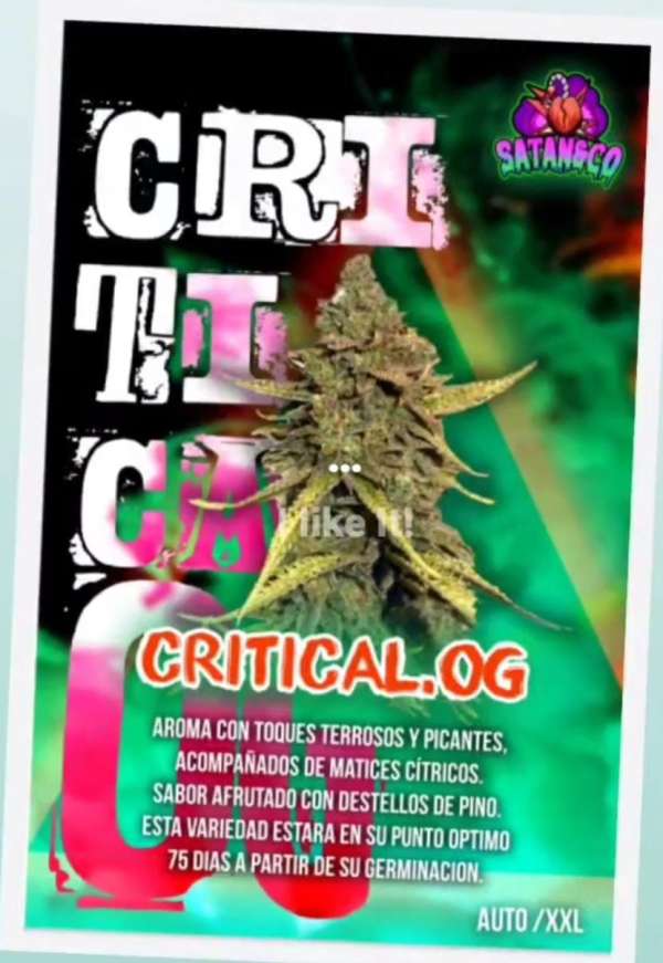 Auto Critical O.G.
