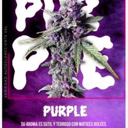 Auto Purple