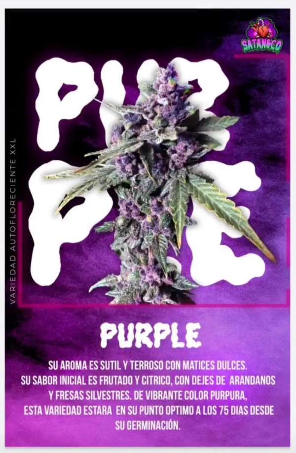 Auto Purple