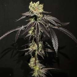 Frozen Cream