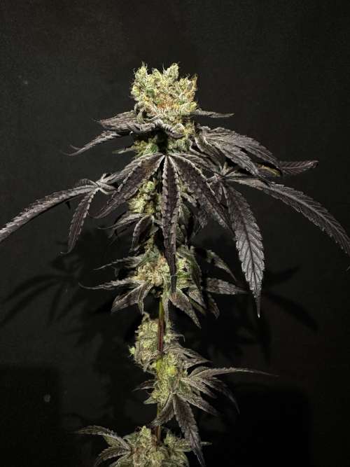 Frozen Cream