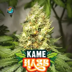 Kame Haze
