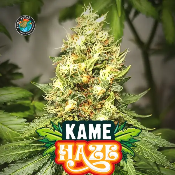 Kame Haze