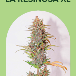 La Resinosa XL