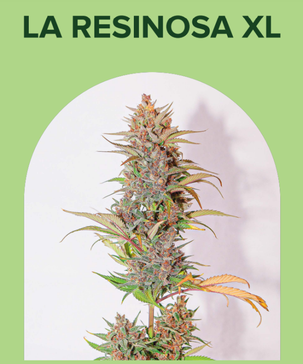 La Resinosa XL