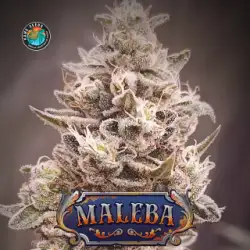 Maleba