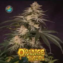 Orange Diesel