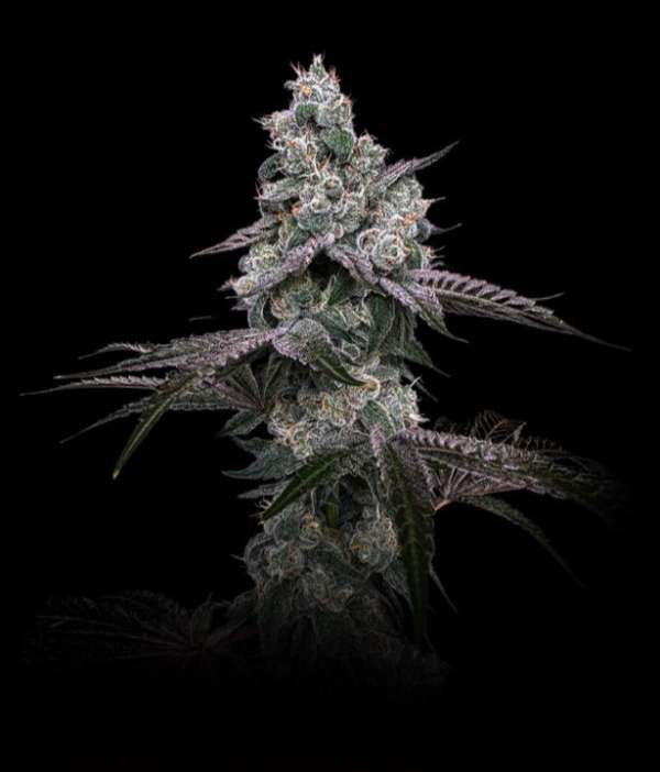 Sticky Cream