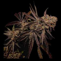 Straweberry Acid