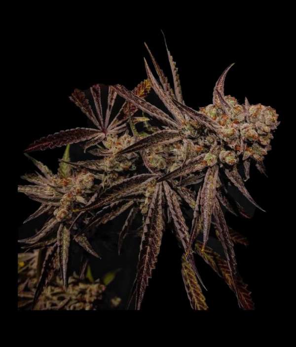 Straweberry Acid