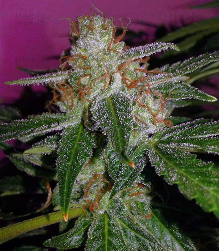 Magnum Auto