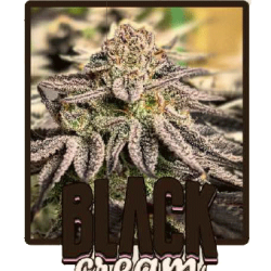 Black Cream