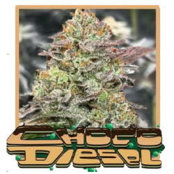Choco Diesel