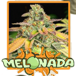 Melonada