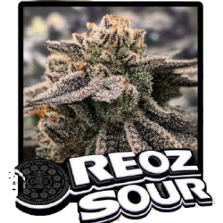 Oreoz Sour