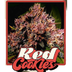 Red Cookies Auto