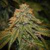 Gorilla Cookies