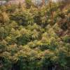 Gorilla Cookies - Image 3