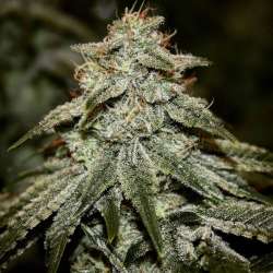 Sticky Gorilla #4