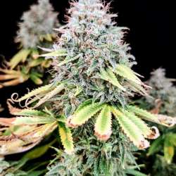 Apple OG