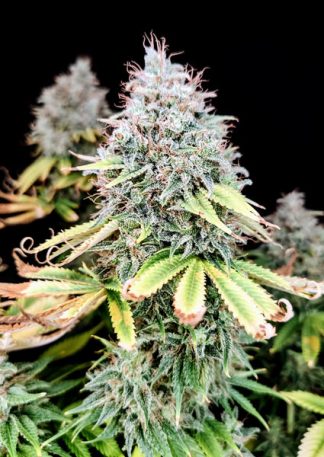 Apple OG