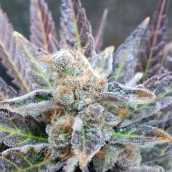Cherry Cookies