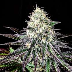 Garlic Cookies