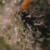 Gorilla Cookies - Image 4