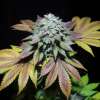 Gorilla Cookies - Image 5