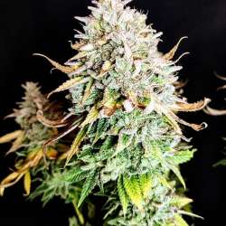 Grateful End OG