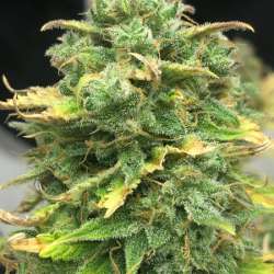 Mimosa Cake Auto
