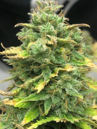 Mimosa Cake Auto