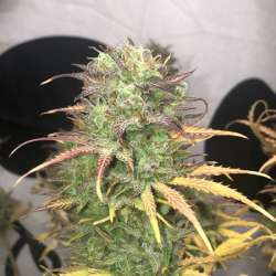 Girl Scout Kush Auto