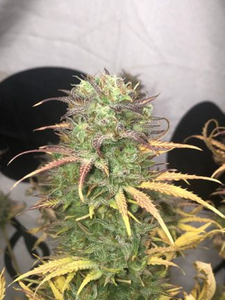 Girl Scout Kush Auto