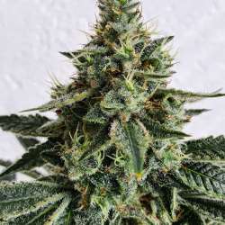 Lemon Storm