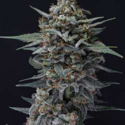 Alien Snack Auto