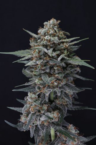 Alien Snack Auto