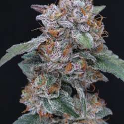 SherBacio OG Auto