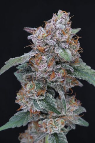 SherBacio OG Auto