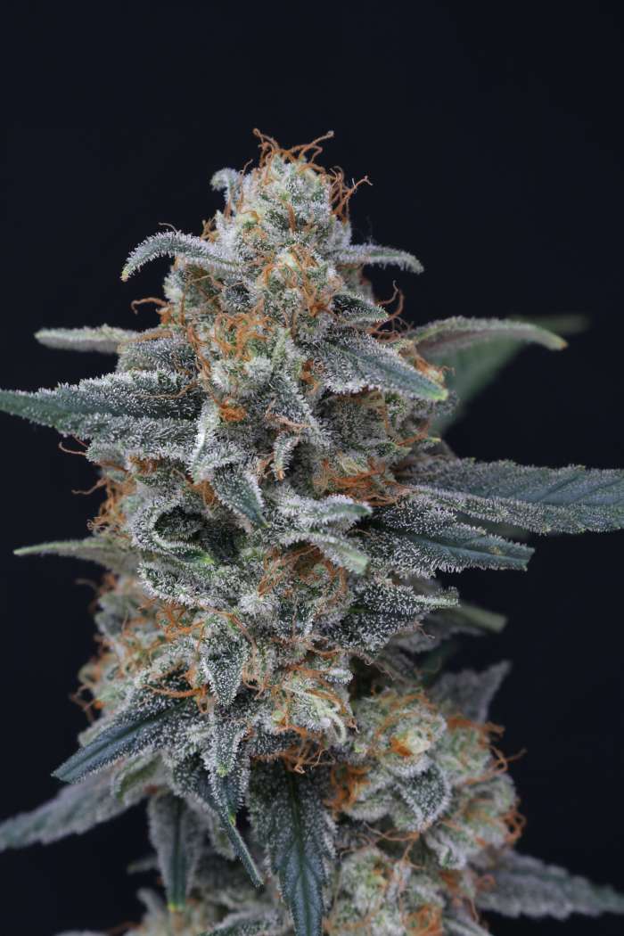 Minty Grape Kush USA - Image 2