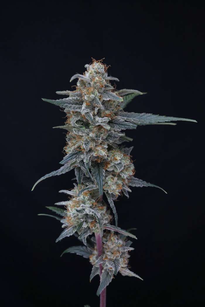 Minty Grape Kush USA - Image 3