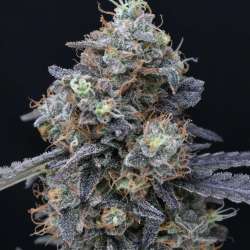 Minty Grape Kush USA