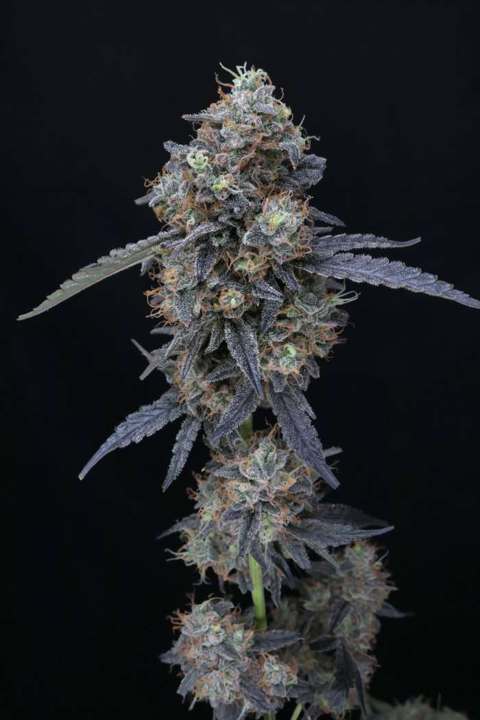 Minty Grape Kush USA - Image 4