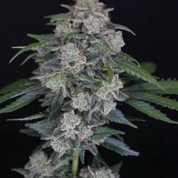 MAC OG Auto
