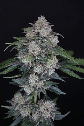 MAC OG Auto