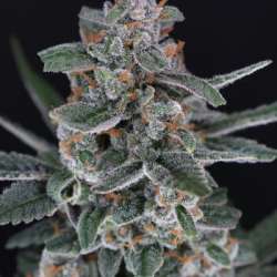 Tri-Whip Kush Auto