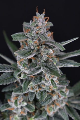 Tri-Whip Kush Auto