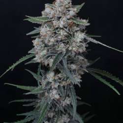 Whipped Runtz Auto