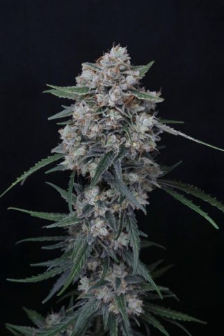Whipped Runtz Auto